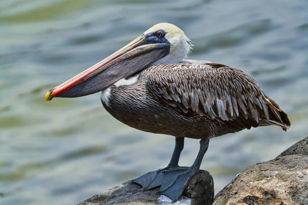 istock Pelican san cristobal Galapagos Ecuador 1281530771