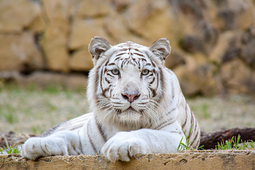 Beautiful White Bengal tiger on the prowl.