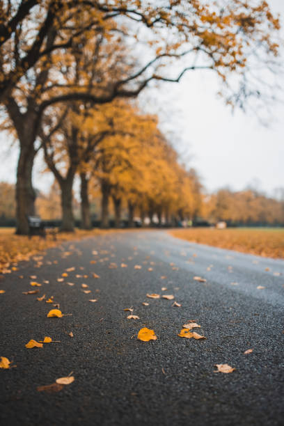 istock Fall Autumn Colors In The Park 1281531943