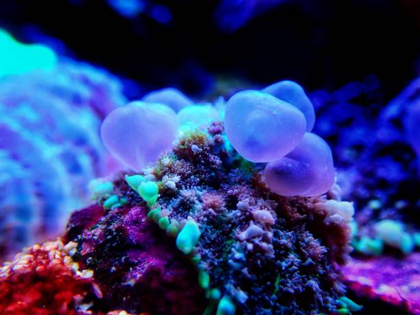 istock OG Circus Blue ball  bounce mushroom coral 1281532009