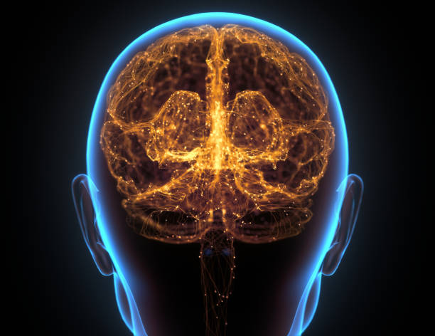 corteccia cerebrale della rete neurale del cervello umano - neurotransmission foto e immagini stock