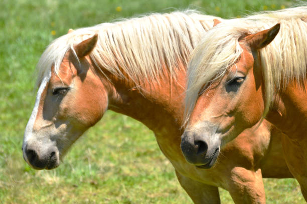 istock Brown Horses with White Manes in a Pasture 1281536191