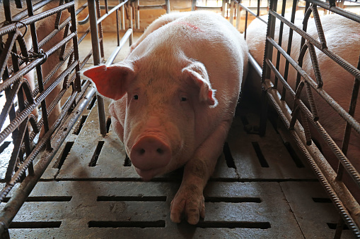 A sow is waiting for delivery in a litter in a farm, China