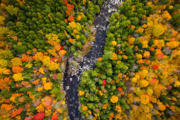 aerial view of winding river through autumn trees with fall colors in new england - forest autumn aerial view leaf imagens e fotografias de stock