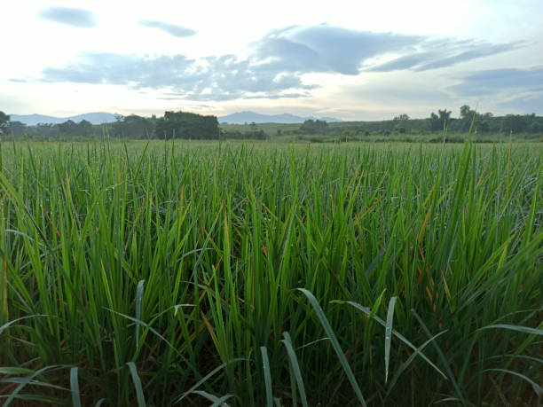 istock Rice plants in a large field 1281536453