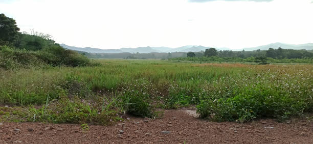 istock Rice plants in a large field 1281536479
