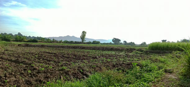 istock Atmosphere of rice fields and rural scenery 1281537051