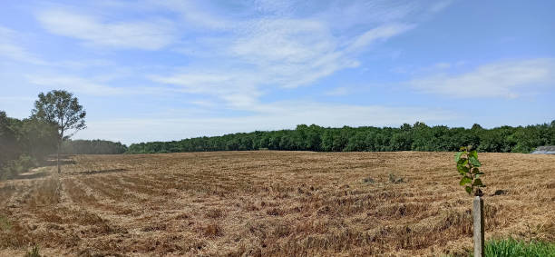 istock Atmosphere of rice fields and rural scenery 1281537071