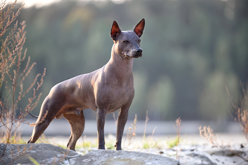 beautiful Xoloitzcuintle (Mexican Hairless Dog) standing in setting sun rays  on natural landscape background