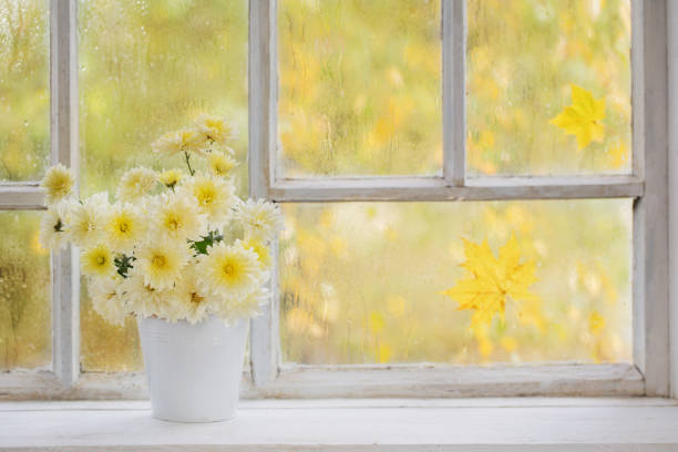 istock chrysanthemums in  vase on  windowsill in autumn 1281538283