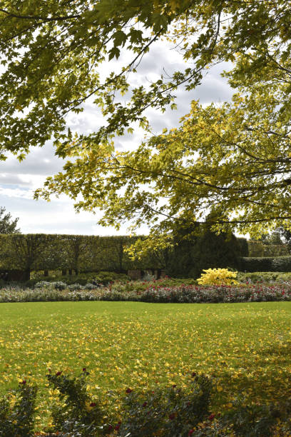 istock Autumn Leaves and Roses 1281538447