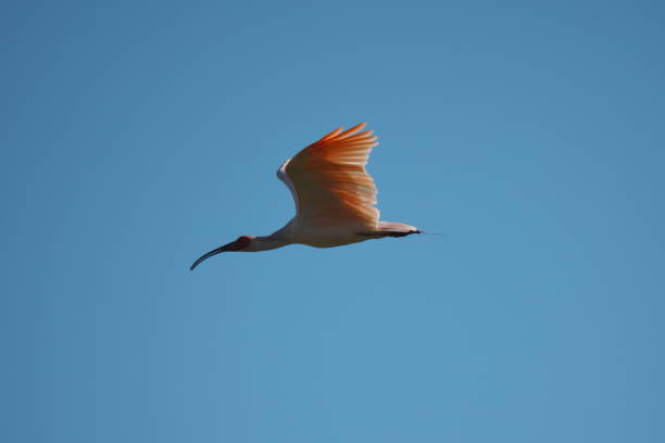 Toki or Japanese crested ibis or Nipponia nippon flying on autumn blue sky in Sado island Niigata,Japan-October 20,2020: Toki or Japanese crested ibis or Nipponia nippon flying on autumn blue sky in Sado island Sado stock pictures, royalty-free photos & images