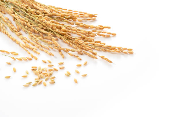 istock Ears of rice on a white background with copy space 1281545848