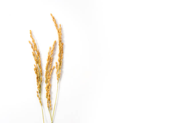 istock Ears of rice on a white background with copy space 1281545889