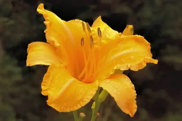 Closeup of beautiful daylily blossom (Hemerocallis) with raindrops clinging to apricot-colored petals and sepals. This award winning flower is aptly named 'Ruffled Apricot'.