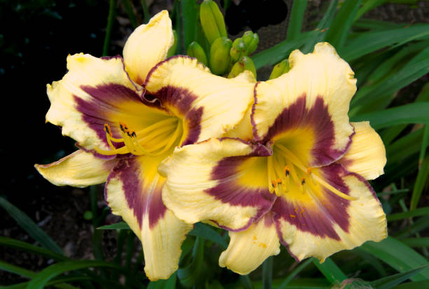 istock Two Daylily Blosoms, Hemerocallis 'El Desperado' 1281547960