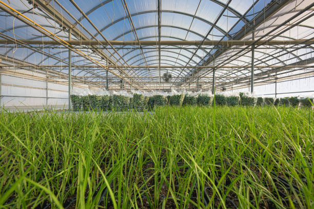 istock Young grass plants in a green house 1281550127
