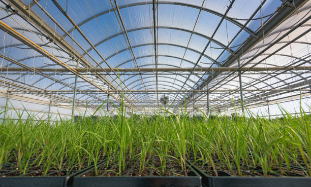 istock Young grass plants in a green house 1281550143