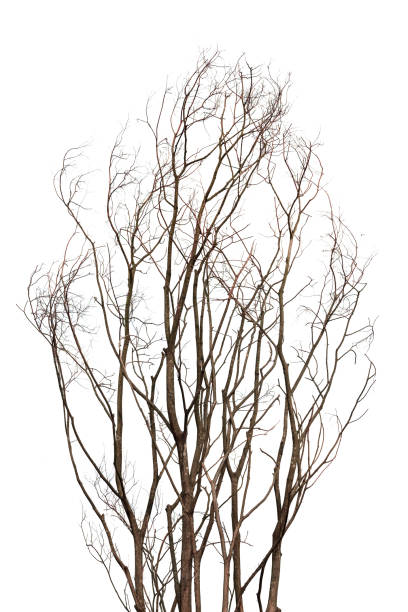 晩秋の白い背景に隔離された木の裸の枝、上海、中国 - bare tree tree single object loneliness ストックフォトと画像