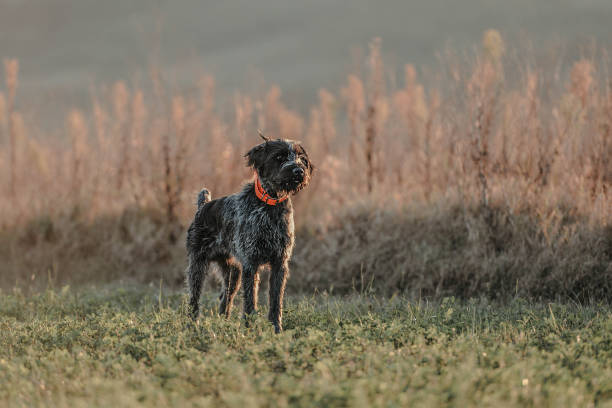 german wirehaired pointer - hunting pheasant duck hunting bird imagens e fotografias de stock