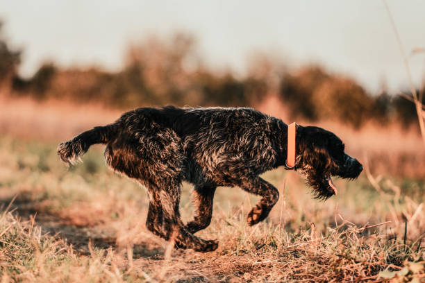 german wirehaired pointer - hunting pheasant duck hunting bird imagens e fotografias de stock