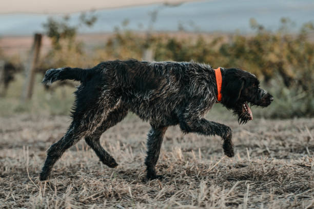 german wirehaired pointer - hunting pheasant duck hunting bird imagens e fotografias de stock