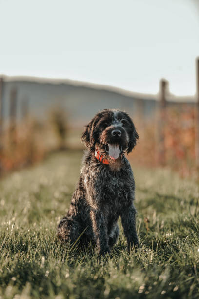 german wirehaired pointer - hunting pheasant duck hunting bird imagens e fotografias de stock