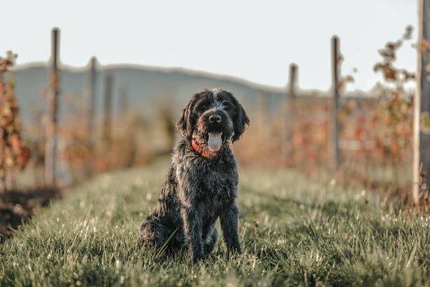 german wirehaired pointer - hunting pheasant duck hunting bird imagens e fotografias de stock