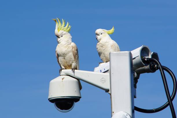 Two Cockatoos atop a CCTV Post Sydney, NSW, Australia, October 11, 2020.
Birds like to perch on top of CCTV posts that give them a 360-degree view of their surroundings sulphur crested cockatoo photos stock pictures, royalty-free photos & images