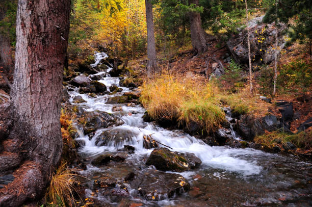 istock A small stormy river flowing down from the mountain through the coniferous forest. 1281556377
