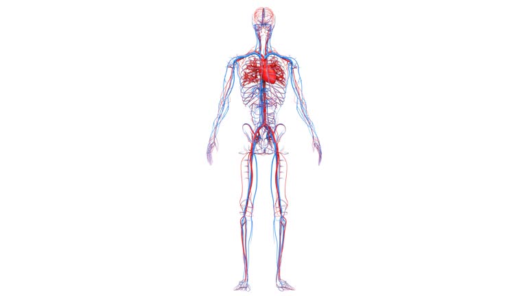 Circulatory System Stock Videos and Royalty-Free Footage - iStock Circulatory System Stock Videos and Royalty-Free Footage - iStock