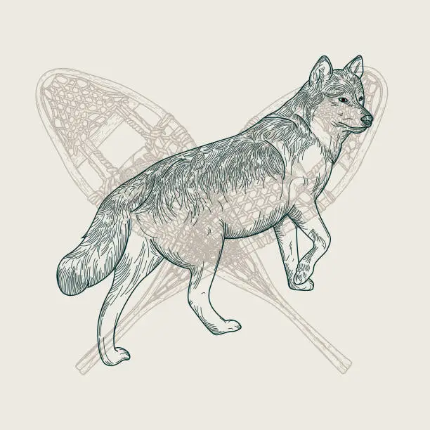 Vector illustration of Vintage Line Art Wolf and Snowshoes Emblem