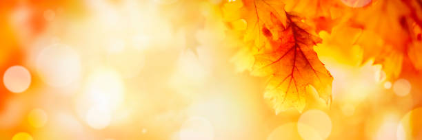 istock Colorful autumn tree leaves 1281559168