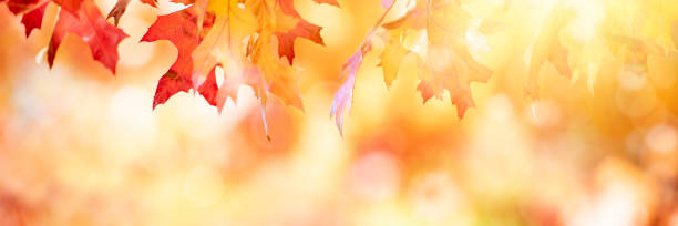 istock Colorful autumn tree leaves 1281559175