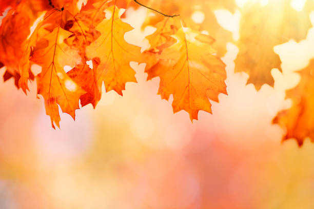 istock Colorful autumn tree leaves 1281559180