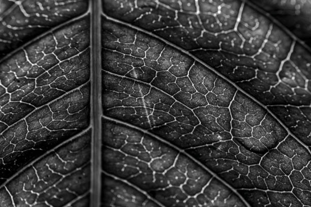 istock abstract leaf detail, perfect for backgrounds 1281561722
