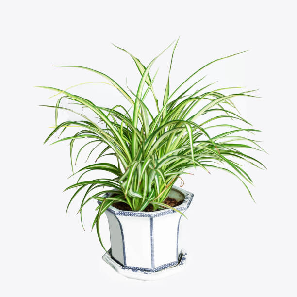 istock The beautiful spider plant grows in flowerpots 1281564108