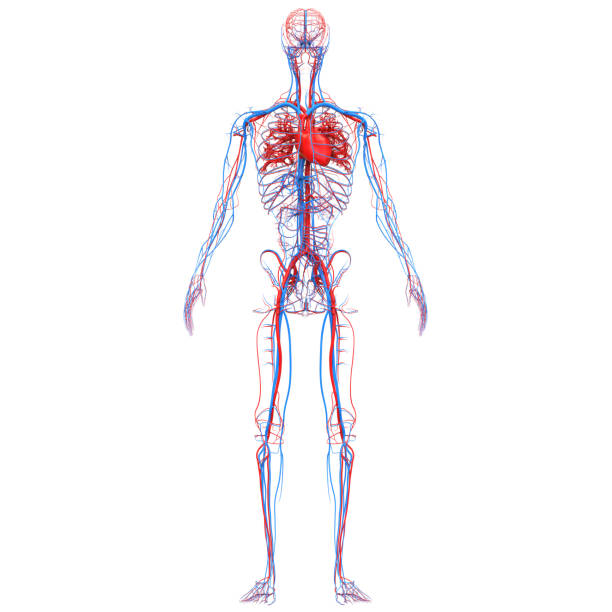 istock Human Circulatory System Heart Anatomy 1281565037