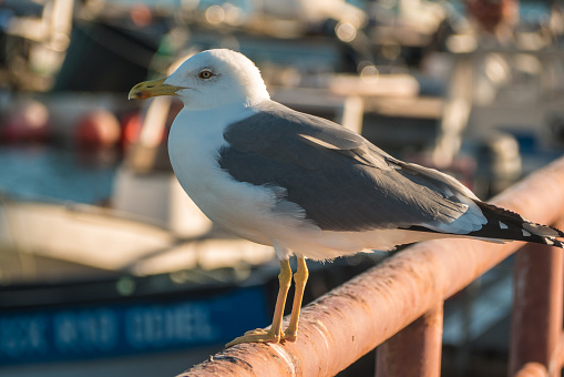 Close of seagull standing in the pier.