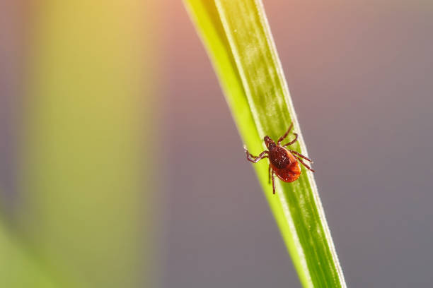 istock The castor bean tick , Ixodes ricinus. 1281565213