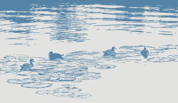 Vector illustration of Ducks swimming on lake