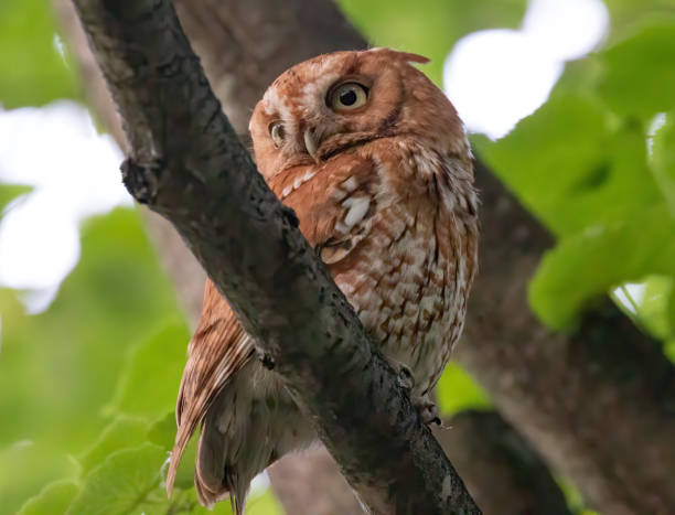 istock Eastern Screech Owls Ready to Leave the Nest 1281566109