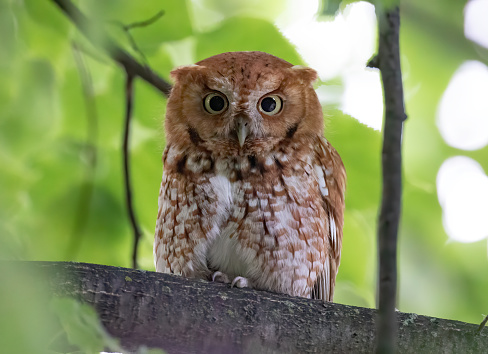 Eastern screech owls entering the branching phase in early Summer.