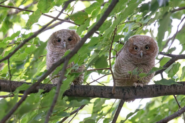 istock Eastern Screech Owls Ready to Leave the Nest 1281566898