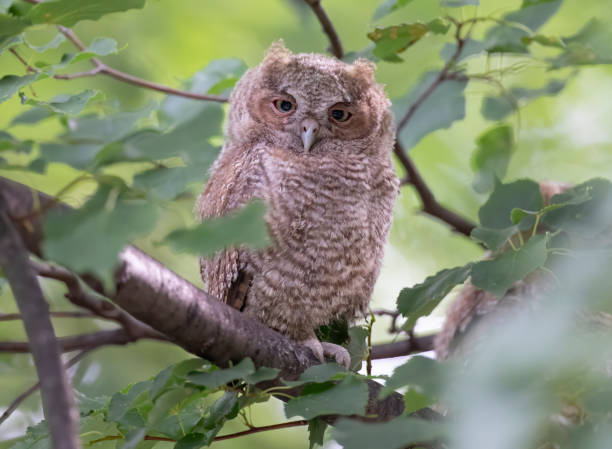 istock Eastern Screech Owls Ready to Leave the Nest 1281566946