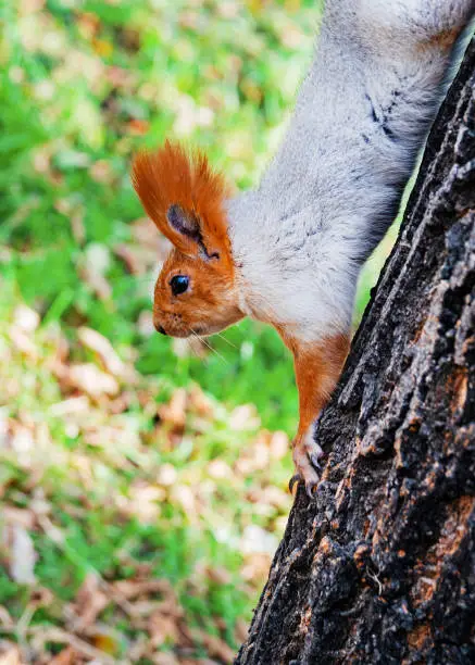 A fluffy red squirrel descends from a tree in an autumn park. Close-up.