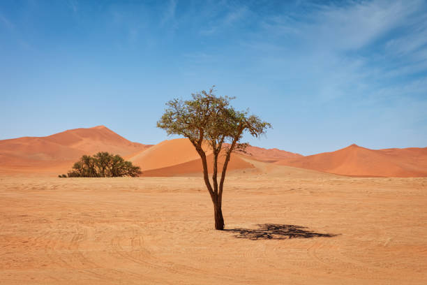 Lonely Camelthorn Desert Tree growing in the giant Namib Desert. Gigantic Desert Sand Dunes in the Background. Namibian Desert Sand Dunes - Namib Sand Sea - Namib-Naukluft National Park close to Sossusvlei, Sesriem, Namib-Naukluft National Park, Namibia, South West Africa