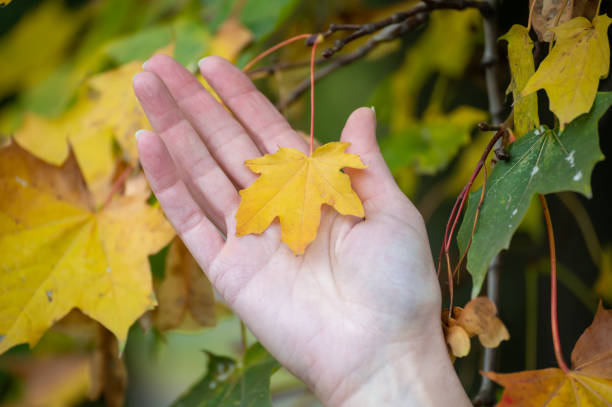 istock Female hands are holding a yellow leaf. A small yellow leaf on a woman's hand. 1281571012