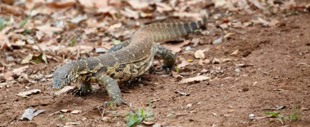 istock Water Monitor 1281571921