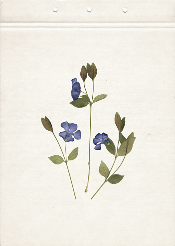 Composition of the grass with blue flowers on a cardboard.